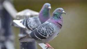 Колко години живеят гълъбите в различни условия